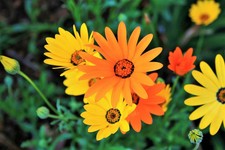 MIXED AFRICAN DAISY Dimorphoteca Sinuata Flower 50 Seeds