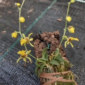 Miniorchidee Platyrhiza quadricolor - Bild 1 von 6