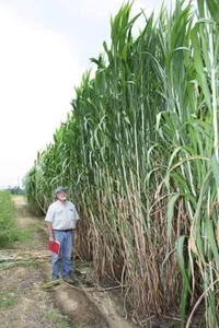 Elephant Grass Seeds - Tallest Grass in The World - Ships from Iowa, Made in USA - Picture 1 of 3