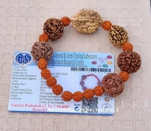 Bracciale Rudraksha 2 3 4 5 6 7 Mukhi (Faccia) Perline Mala - Certificato Lab - Foto 1 di 3