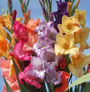 Gladioli Bulbs - Mixed Colors - 25 Bulbs - Picture 1 of 4