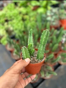 STAPELIA GIGANTEA ' STARFISH" SUCCULENTS RARE In 4” Pot - Picture 1 of 3