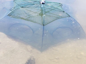 Culantro/saw tooth herb, Buy 3 get  9free for good measure (TOTAL 12BARE ROOTS)  - Picture 1 of 3