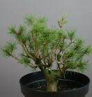 PM02103 Pinus mugo, Bergkiefer, Bonsai, Prebonsai Angebot kaufen