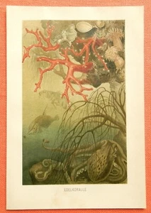 Edelkoralle Koralle Corallium rubrum rote Koralle Blutkoralle Lithographie 1892 - Picture 1 of 1