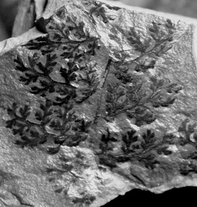Zeilleria frenzli - Very nice preserved Carboniferous fossil plant - Picture 1 of 3