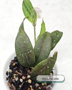 Hoya amicabilis | Easy Growing | Frequent Flowers | Collector's Favourite ⛄ - Picture 1 of 4
