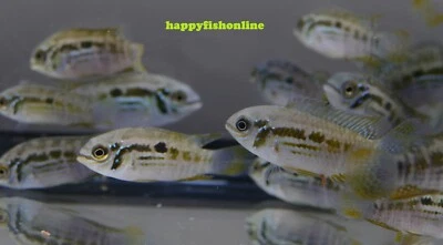 (10) ARAGUAIA DWARF ACARA "BUCKELKOPF" (LAETACARA ARAGUAIAE) WC LIVE FISH 3-4 CM - Image 1 of 4