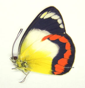 Unmounted Butterfly/Pieridae - Delias mysis mysis, FEMALE, Australia - Imagen 1 de 1
