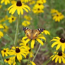 RUDBECKIA HIRTA 20 SEMI - FIORI BLACK EYES SUSAN SEMI SEMENTI