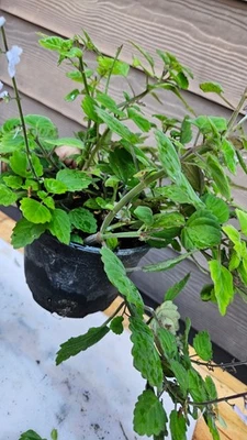 Plectranthus Ernstii Pot Houseplant or Bonsai - Image 1 of 4
