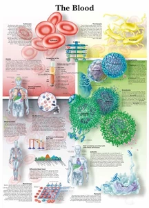 Das Blut Poster Druck Wandtafel Menschliche Anatomie Medizinisch Wandbild Leinwandbild - Bild 1 von 5