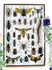 Einzelstück - echte exotische Insekten und Krabbler im XXL 3D Schaukasten  XXL19