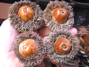 4 GIANT Burr Acorns for crafts, wreaths, bowl fillers, etc, set 4W - Picture 1 of 2