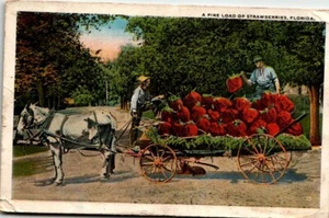 Postcard Exaggerated Strawberries Loaded on Horse Drawn Wagon Florida UNP c1909 - Picture 1 of 2