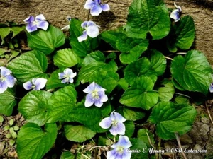 20+ Organic BLUE VIOLET Seeds (Viola sororia) Native Organi Violet HERB USA 3/25 - Picture 1 of 3