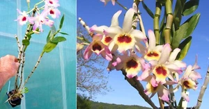 Dendrobium nobile (hybride), orchidée, Orchid, - Imagen 1 de 1