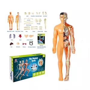 3D Human Body Torso Model for Kid Anatomy Model Skeleton, Removable Parts UK - Picture 1 of 14