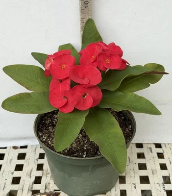 Euhorbia Milii Crown Of Thorns Corona de Cristo 'Name it Yourself'  New Seedling - Image 1 of 4