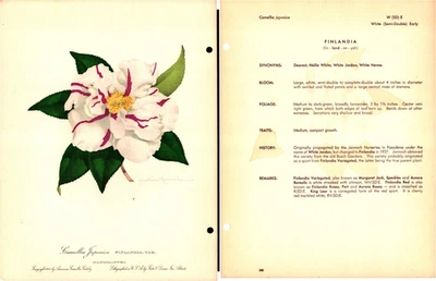 Impresión antigua de flores botánicas Camelia Japonica Finlandia 1953 Foto 1 de 3