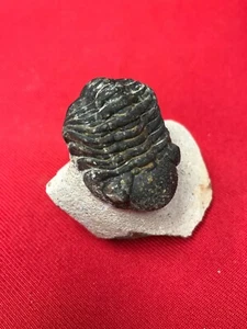 Ancient Fossil Trilobite - Picture 1 of 2