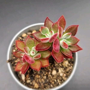Echeveria Devotion 6.5 cm. pot rare Succulent Aeonium Haworthia Sedum - Imagen 1 de 2