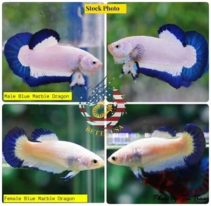 1 TRIO - Live Betta Fish High Quality Halfmoon Plakat HMPK  Blue Marble Dragon - Picture 1 of 1