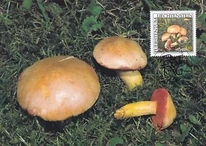 LIECHENTSTEIN 2000 THREE FIRST DAY COVERS, MUSHROOMS ON MAXI CARDS - Picture 1 of 3