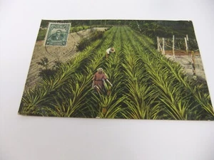 Ananas Plantage Kuba Postkarte - Bild 1 von 16