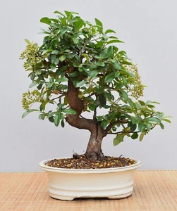 Bonsai da Esterno, Spina di Fuoco (Pyracantha) 25067 | Mugnaio per Bonsai da Giardino - Foto 1 di 2