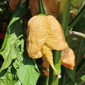 Carolina Reaper Golden ,  10 semillas , Capsicum chinense (599) - Picture 1 of 1