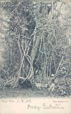 TRINIDAD BWI Rope tree 1900s litho PC