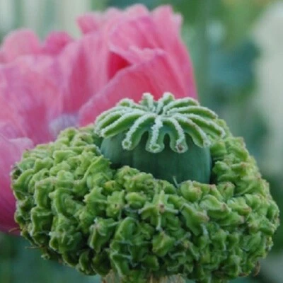 10 000+ СТРАТИФИЦИРОВАННЫХ семян мака для посадки курицы и цыплят P Somniferum - Изображение 1 из 3