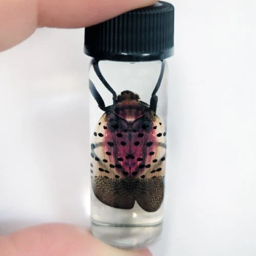 Lycorma delicatula pink strawberry spotted lanternfly USA wet specimen - Image 1 of 1