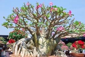 Adenium obesum - Desert Rose | Vibrant Flowers, Perfect for Gardens - Picture 1 of 9
