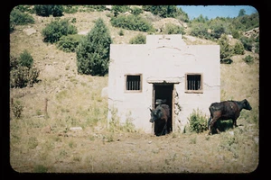 1972 35 mm extensión color foto vacas saliendo de montañas abandonadas edificios 1H2 - Imagen 1 de 1