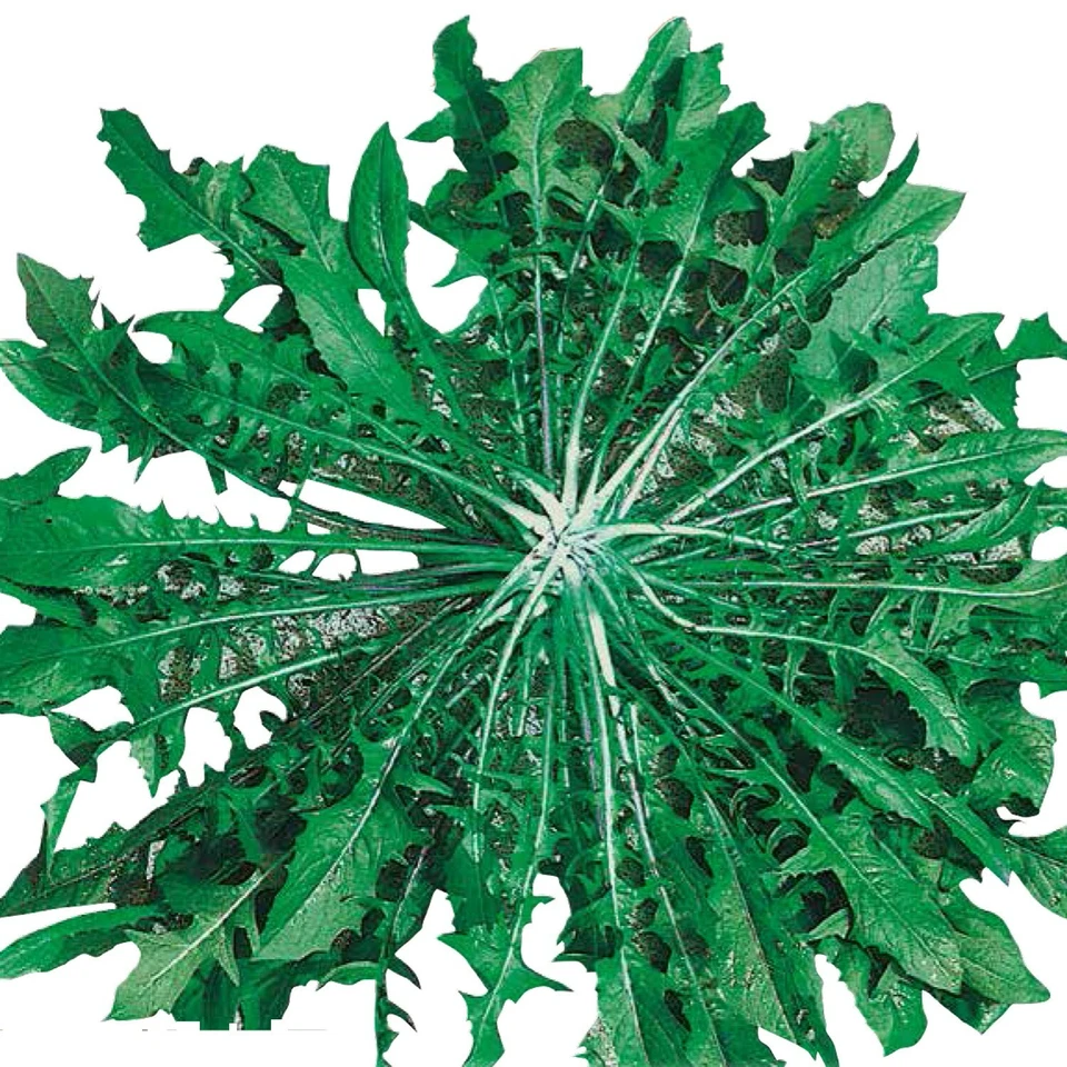 HORTUS 1000 SEMI DI CICORIA SELVATICA DA CAMPO - SEMENTI- INSALATE