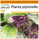 SAFLAX Garden in the Bag - Pianta pipistrello - 10 semi - Tacca