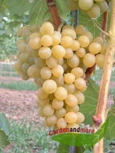 goldgelbe Wein Traube Suzi lecker und robust, wüchsig - Bild 1 von 1