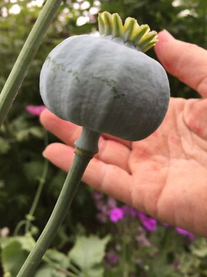 1000 Fresh Giganteum Poppy Seeds - Huge Pink Flowers w/ Giant Seed Heads - Image 1 of 4