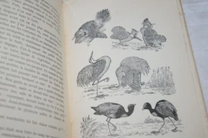 MOEURS ETRANGES DES OISEAUX HYATT VERRILL ILLUSTRE 1939 PAYOT - Picture 1 of 4