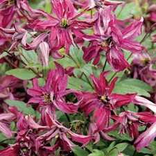 1 PIANTA DI CLEMATIDE ROSALYN IN VASO 16CM clematis