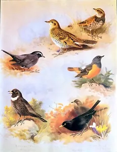 Archibald Thorburn Bird Art Print Color Illustration BLACKBIRD Book Plate 2 - Picture 1 of 8