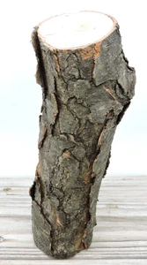 Trozo de tronco de madera de cerezo de 8" tallado artesanía en blanco borde vivo entrepierna 2 1/2 ~ 2 3/4" D - Imagen 1 de 13