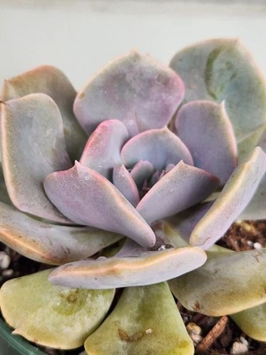 1 Healthy Rooted Echeveria Succulent Plant Lila Cina 4.5" Light Purple Pinkish  - Image 1 of 4