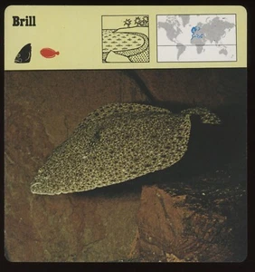 Tarjetas de safari con gafas para conocer peces - Imagen 1 de 1