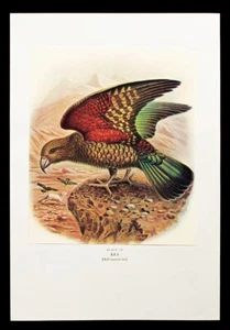 J. G. Keulemans KEA parrot Bullers Birds New Zealand lithographic print 1967 - Picture 1 of 1