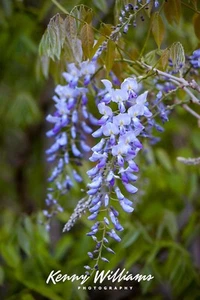 CHINESE WISTERIA - 6' STAKED PURPLE FLOWERING VINE - 5 GALLON WISTERIA SOMEMSIS - Picture 1 of 6
