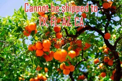 Satsuma Mandarin Orange Tree Live Plant Citrus Unshiu Frost Owari 4'' Pot Size - Image 1 of 3