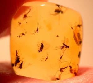 Very RARE Swarm of 28 Flies in Dominican Amber Fossil Gemstone - Picture 1 of 10